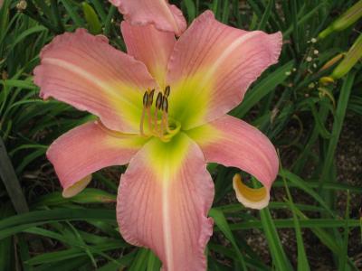 Divine Inspiration