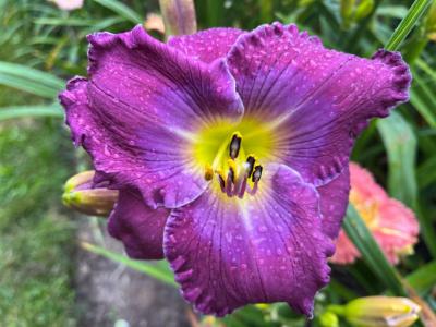 Knoll Cottage Stolen Kisses