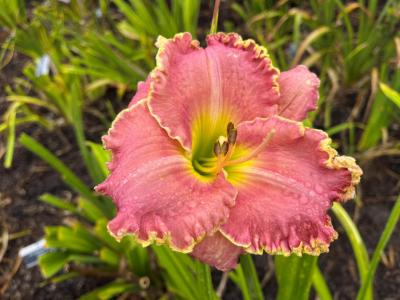 Township's Frivolite