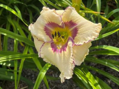 Township's Quintessence