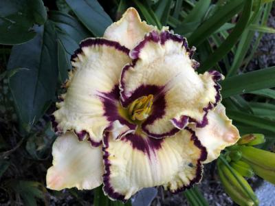 TrueNorth Rebel Soul