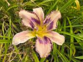 Asheville White-Winged Dove