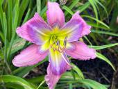 Blue Throated Hummingbird