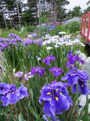 Japanese Iris Convention 2020