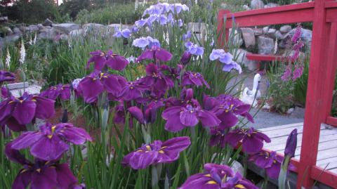 Japanese irises beside the bridge.