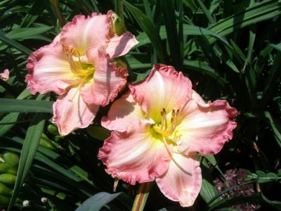 Antique Rose