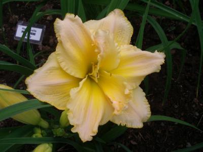 Cabbage Flower