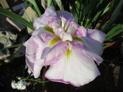 Dirigo Maiden's Blush