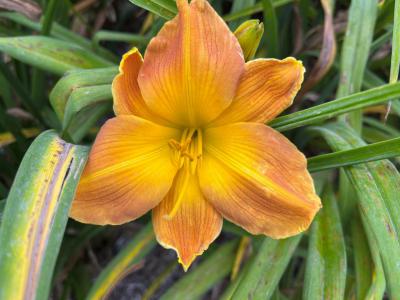 Golden Amaryllis