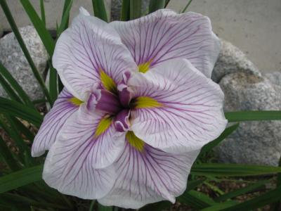 Greywoods Catrina