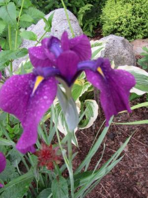 Variegated Iris