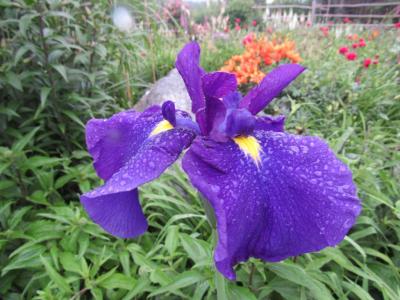 Bellender Blue