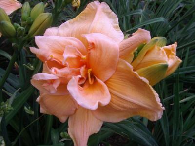 Peach Magnolia