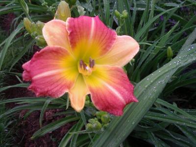 Prairie Blossoms