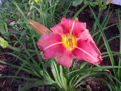 Prairie Belle