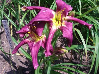 Purple Corn Dancer