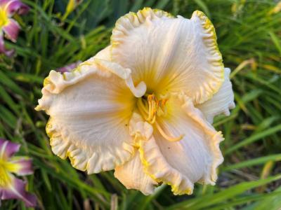 Township's Peau de Soie