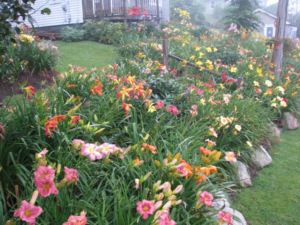 Long Tall Sally  Harbour Breezes Daylilies and Japanese Iris at Jeddore on  Eastern Shore of NS , near Dartmouth, Halifax Nova Scotia