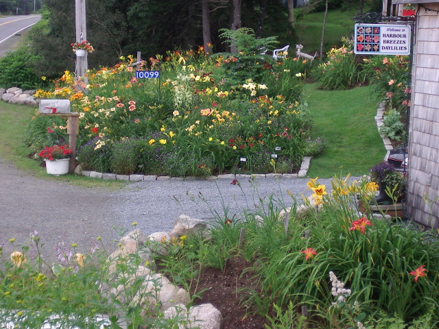 Long Tall Sally  Harbour Breezes Daylilies and Japanese Iris at