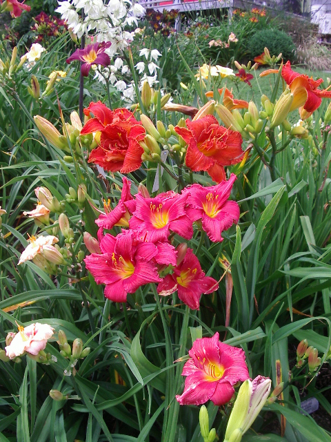 Long Tall Sally  Harbour Breezes Daylilies and Japanese Iris at Jeddore on  Eastern Shore of NS , near Dartmouth, Halifax Nova Scotia