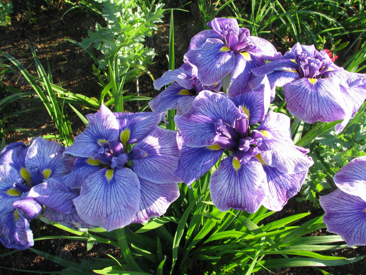 Long Tall Sally  Harbour Breezes Daylilies and Japanese Iris at Jeddore on  Eastern Shore of NS , near Dartmouth, Halifax Nova Scotia