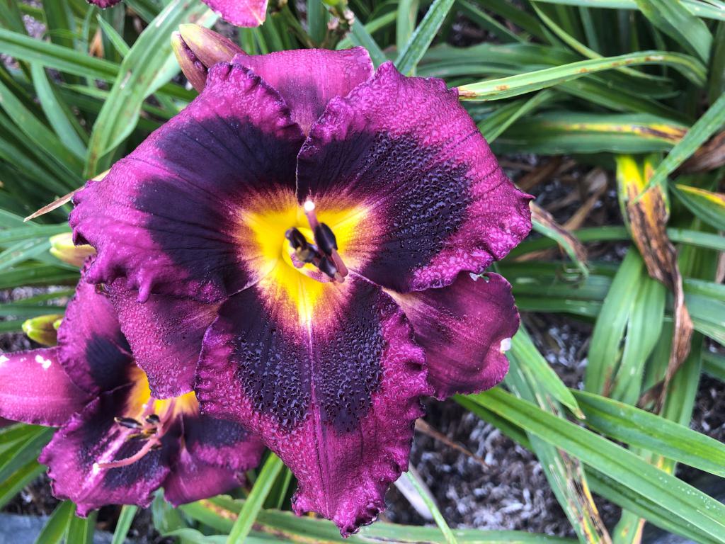 Long Tall Sally  Harbour Breezes Daylilies and Japanese Iris at Jeddore on  Eastern Shore of NS , near Dartmouth, Halifax Nova Scotia