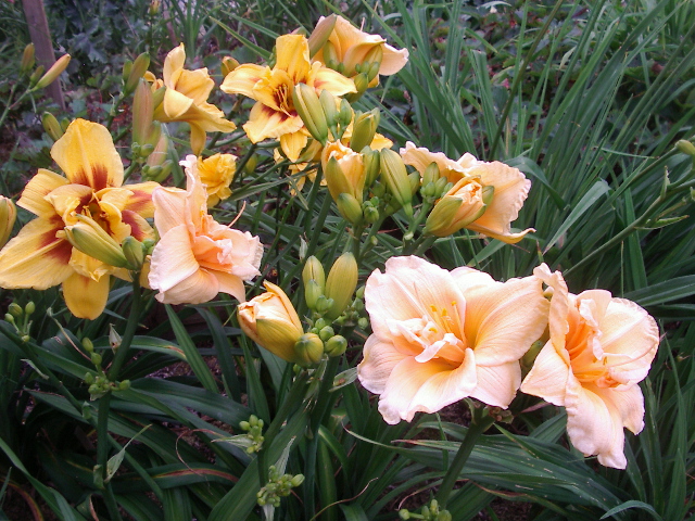 Long Tall Sally  Harbour Breezes Daylilies and Japanese Iris at Jeddore on  Eastern Shore of NS , near Dartmouth, Halifax Nova Scotia