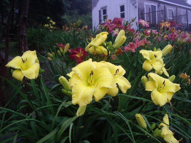 Long Tall Sally  Harbour Breezes Daylilies and Japanese Iris at Jeddore on  Eastern Shore of NS , near Dartmouth, Halifax Nova Scotia