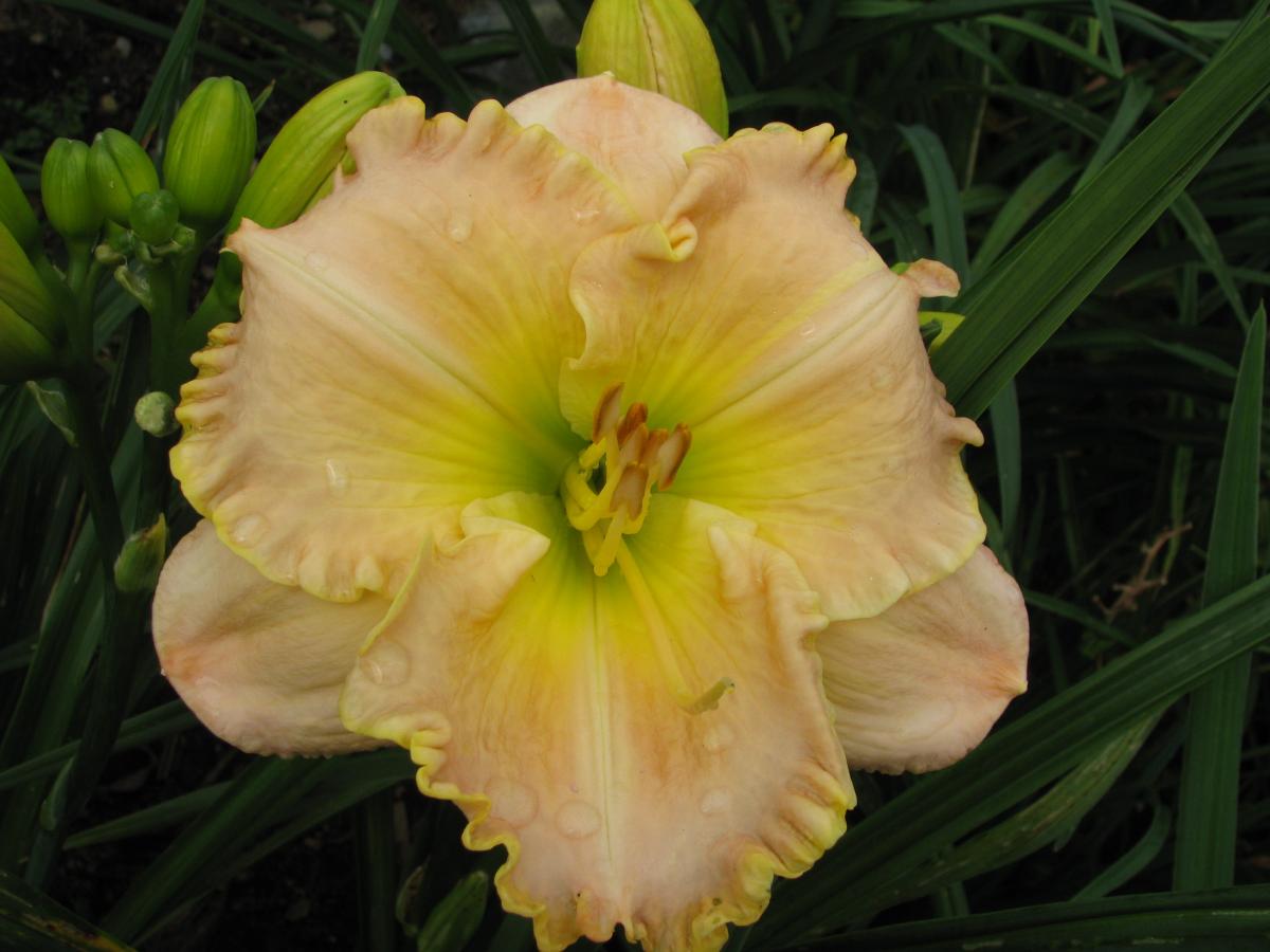 Long Tall Sally  Harbour Breezes Daylilies and Japanese Iris at Jeddore on  Eastern Shore of NS , near Dartmouth, Halifax Nova Scotia