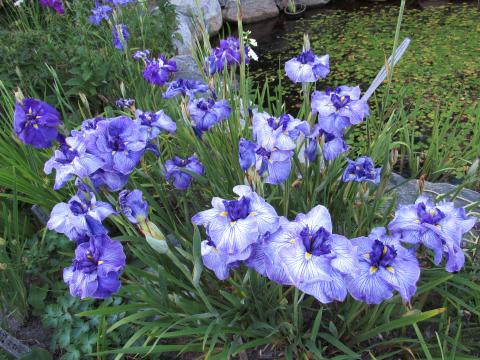 Long Tall Sally  Harbour Breezes Daylilies and Japanese Iris at