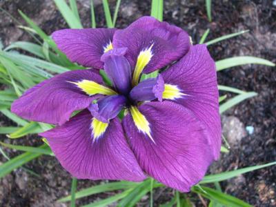 Purple Japanese iris