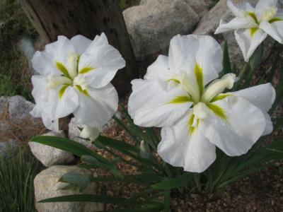 White Japanese Iris