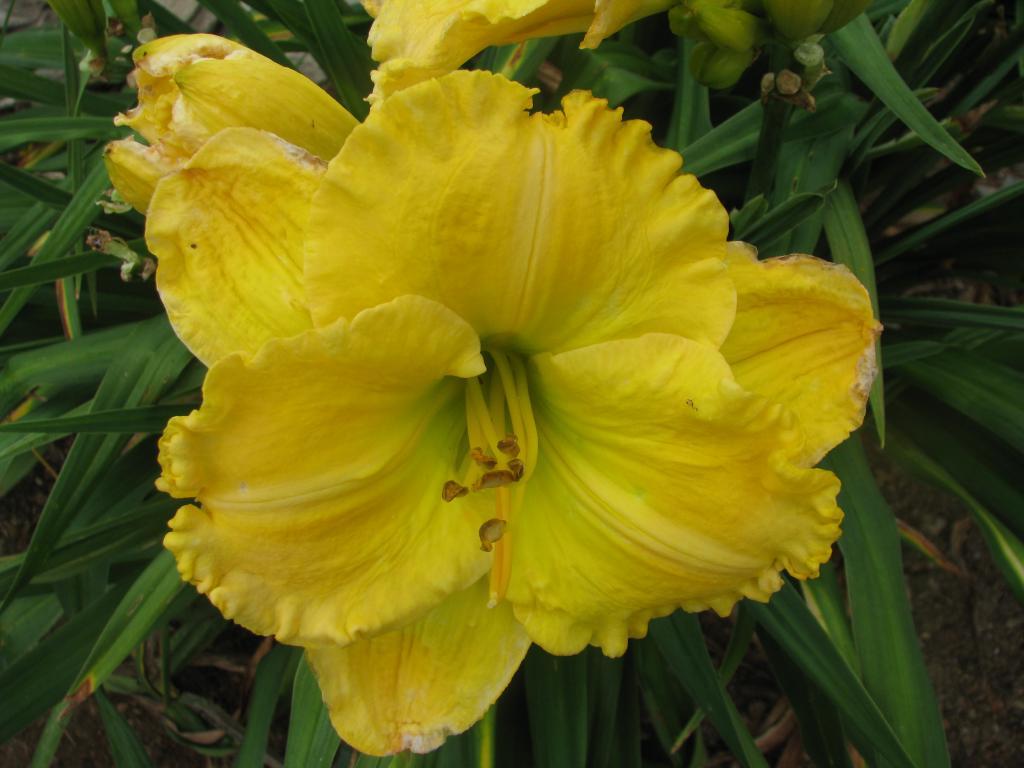 Majestic Move | Harbour Breezes Daylilies and Japanese Iris at Jeddore ...