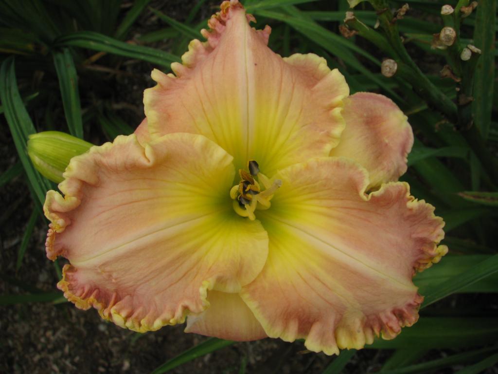 Northern Splendor | Harbour Breezes Daylilies and Japanese Iris at ...